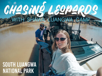 Chasing Leopards in South Luangwa